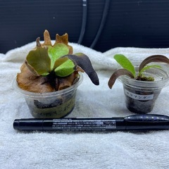 ビカクシダの画像