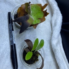 ビカクシダの画像