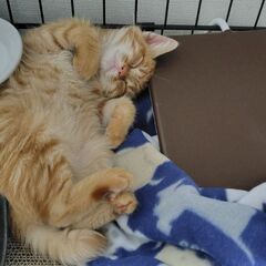 生後3ヶ月くらいの兄弟猫