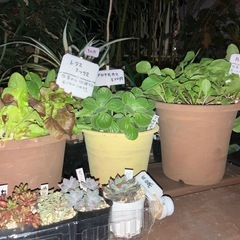 レタスミックス、アロマティカス、ルッコラ、茶の木（開花）、大っきい多肉が仲間入り！の画像