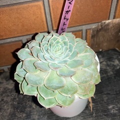 レタスミックス、アロマティカス、ルッコラ、茶の木（開花）、大っきい多肉が仲間入り！の画像