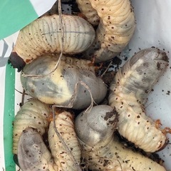 カブトムシの幼虫の画像