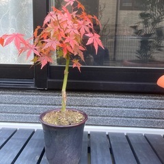 2025もみじの画像