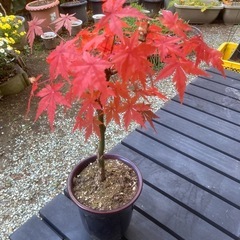 2025もみじの画像