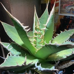 オアハカ　現地球の画像