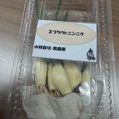 ★水耕栽培で育てた安心・無農薬スプラウトニンニク★の画像