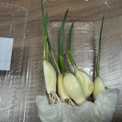★水耕栽培で育てた安心・無農薬スプラウトニンニク★の画像