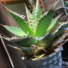 オアハカ　現地球の画像