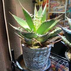 オアハカ　現地球の画像