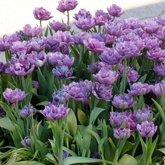 八重咲きチューリップ　シャンデリアとブルーダイヤモンド　おまけをつけてお送りいたします！の画像