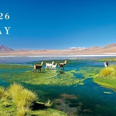 カレンダー　2026年　壁掛け　ダイキン【定型文不可】の画像