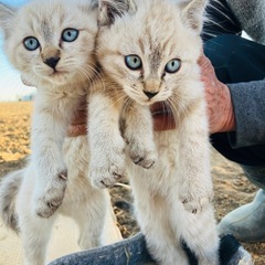 【お引き取り完了しました】生後2ヶ月子猫　飼い主になっていただける方