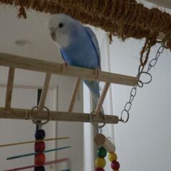 鳥の里親募集の画像