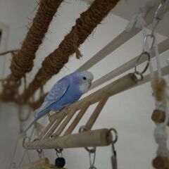 鳥の里親募集の画像