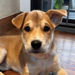 たれ耳の女の子・生後2ヶ月半