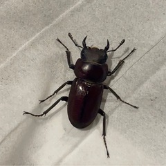 〆切ヤエヤマコクワガタ　♂単の画像
