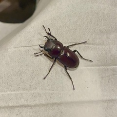 〆切ヤエヤマコクワガタ　♂単の画像