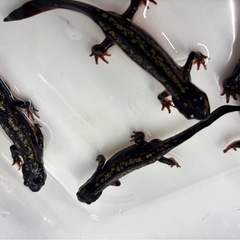 シリケンイモリ(Sグレード)の画像