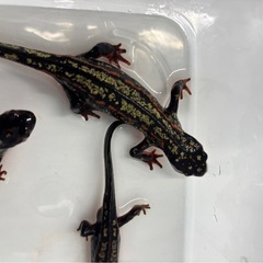 シリケンイモリ(Sグレード)の画像