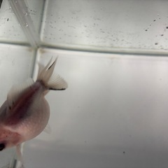 ピンポンパール（金魚）シルクの画像