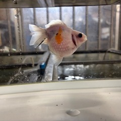 ピンポンパール（金魚）シルクの画像