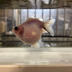 ピンポンパール（金魚）シルクの画像