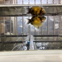 ピンポンパール（金魚）キャリコの画像