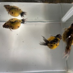 ピンポンパール（金魚）キャリコの画像