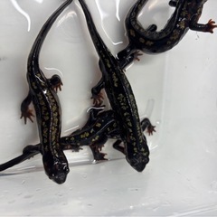 シリケンイモリ(Aグレード)の画像