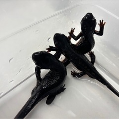 シリケンイモリ(ノーマルグレード)の画像