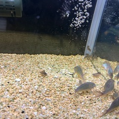 エメラルドグリーンコリドラス50〜100匹以内位。の画像