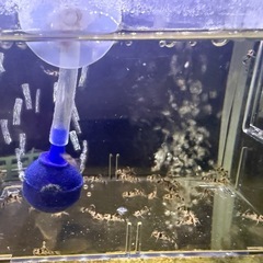 エメラルドグリーンコリドラス50〜100匹以内位。の画像