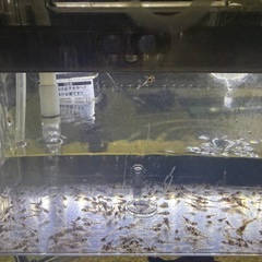 エメラルドグリーンコリドラス50〜100匹以内位。の画像