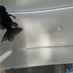 蝶尾（金魚）ブラックの画像