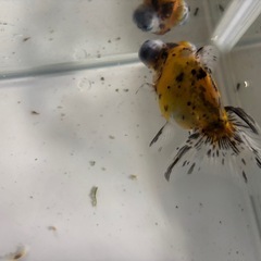 キャリコ出目蝶尾（金魚）の画像