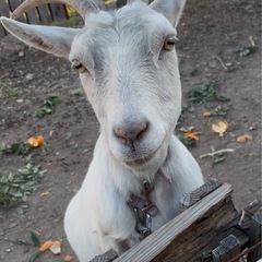 備前市日生町鹿久居島でみかん狩りの画像