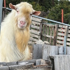 備前市日生町鹿久居島でみかん狩りの画像