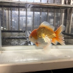 オランダ獅子頭（金魚）の画像