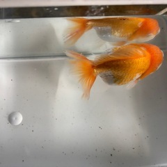 オランダ獅子頭（金魚）の画像