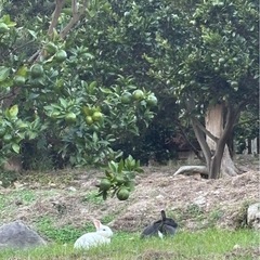 備前市日生町鹿久居島でみかん狩りの画像