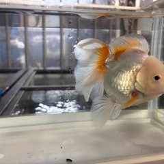 ローズテールオランダ（金魚）の画像