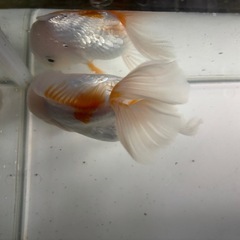 ローズテールオランダ（金魚）の画像