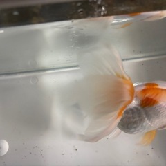 ローズテールオランダ（金魚）の画像