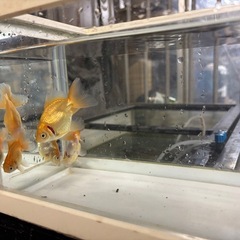 土佐錦（金魚）の画像