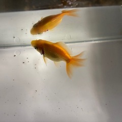 土佐錦（金魚）の画像