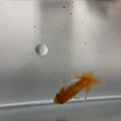 土佐錦（金魚）の画像