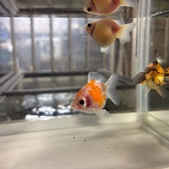 写真追加。ちょうちんパール（金魚）の画像