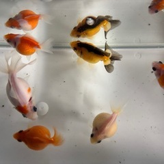 写真追加。ちょうちんパール（金魚）の画像