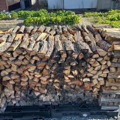 1年乾燥薪ショート(20〜30cm)の画像