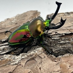 ニジイロクワガタ①の画像